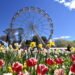 6 Festivals in Australia and New Zealand (Oct. 2–16)