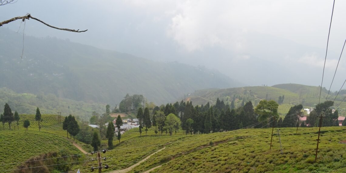 Happy Valley Tea Estate, Darjeeling, India