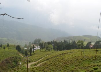 Happy Valley Tea Estate, Darjeeling, India